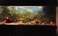 ND Aquatics Custom built 5ft Fish Tank