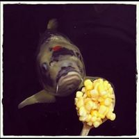 Koi carp for sale