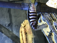 Mpanga cichlid fry