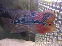 Grade A red dragon flowerhorn