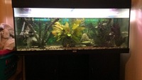 4 foot tank(full setup)