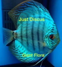 JUST DISCUS BUY 5 GET 1 FREE from ONLY £32 @3-3.5” and thousands of top quality Discus to choose from and the biggest selection in the U.K. Cheapest prices guaranteed.