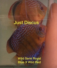 JUST DISCUS BUY 5 GET 1 FREE from ONLY £32 @3-3.5” and thousands of top quality Discus to choose from and the biggest selection in the U.K. Cheapest prices guaranteed.