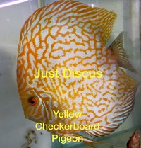 JUST DISCUS BUY 5 GET 1 FREE from ONLY £32 @3-3.5” and thousands of top quality Discus to choose from and the biggest selection in the U.K. Cheapest prices guaranteed.