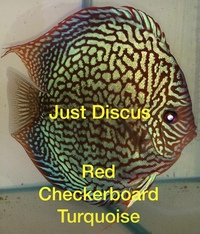 JUST DISCUS BUY 5 GET 1 FREE from ONLY £32 @3-3.5” and thousands of top quality Discus to choose from and the biggest selection in the U.K. Cheapest prices guaranteed.