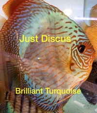 JUST DISCUS BUY 5 GET 1 FREE from ONLY £32 @3-3.5” and thousands of top quality Discus to choose from and the biggest selection in the U.K. Cheapest prices guaranteed.