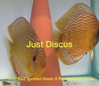 JUST DISCUS BUY 5 GET 1 FREE from ONLY £32 @3-3.5” and thousands of top quality Discus to choose from and the biggest selection in the U.K. Cheapest prices guaranteed.