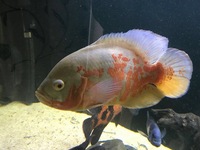 For sale Cichlids