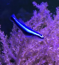 MARINE FISH @@ selling separate @@