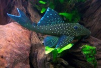 WANTED - Blue Phantom Plec Hemiancistrus sp.(L128)