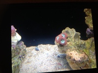 Live corals, inverts, fish in Marine tank Red Sea max 250 with sump £450 Ono