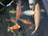 High quality koi