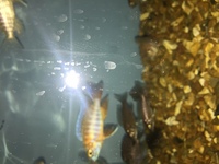 j2o cichlids premium fish