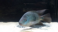 Large male jack dempsey X vieja cichlid hybrid