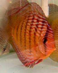 discus breeding pair wild x