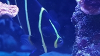 French Angelfish