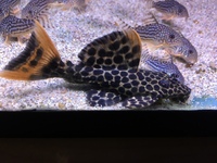 Maidenhead Aquatics at Guildford - Pleco, Catfish, Cory and Misc Fish