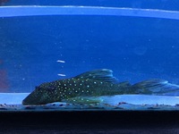 Maidenhead Aquatics at Guildford - Pleco, Catfish, Cory and Misc Fish