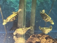 Terrapins