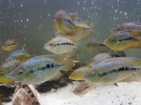 Salvini Cichlids