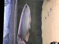 AROWANA - BANJAR RED 11-12” £200