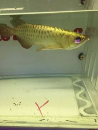 CLEAR OUT SALE PLANET AROWANA