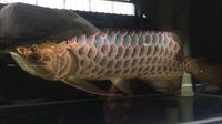 NEW AROWANA SHIPMENTS ARRIVING PLANET AROWANA