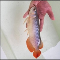 NEW AROWANA SHIPMENTS ARRIVING PLANET AROWANA