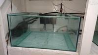 FREE fishroom tanks 