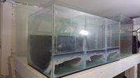 FREE fishroom tanks 