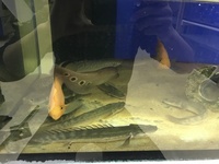 Wild caught Lapradi and Senegalus bichirs for sale in Leeds