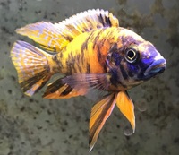 Free to good home: Malawi Peacock OB Cichlid