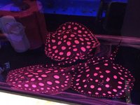 STINGRAYS FOR SALE @ PLANET AROWANA