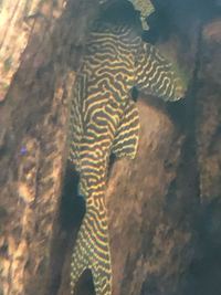 2x l066 king tiger pleco