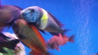 Only 16 - 20 Topheus Moliro babies left. Adult fish sold.