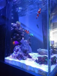 Aqua One Mini Reef 90