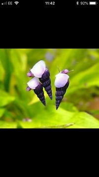 Free Malaysian Trumpet Snails