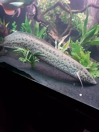 Lungfish