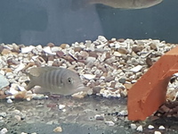 Malawi cichlids