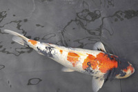 2 Large 14-16" Koi Carp for sale