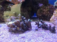 Coral Frag and Colonies for Sale