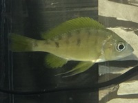 WANTED OPTHALMOTILAPIA NASUTA GOLD