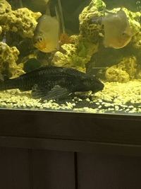 Pleco £10