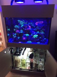 Amazing 300ltr Reef Tank For Sale