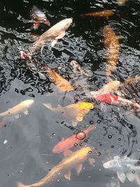 KOI & Goldfish rescue service in and around the Midlands