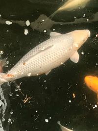 KOI & Goldfish rescue service in and around the Midlands