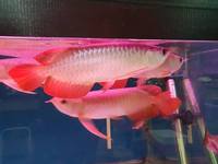 SUPER RED ASIAN AROWANA SHIPMENT IN STOCK