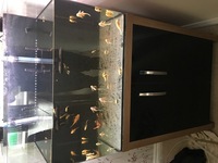 L144 lemon longfin ancistrus and shortfin females bristlenose