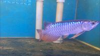 PLANET AROWANA