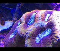 CORALS FOR SALE